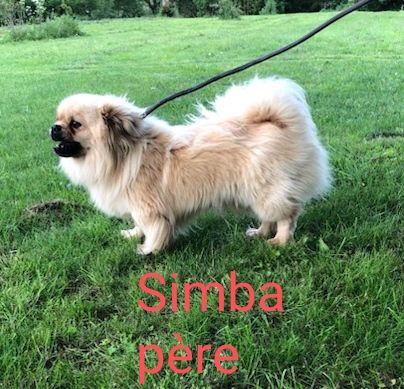 Simba de dame nature